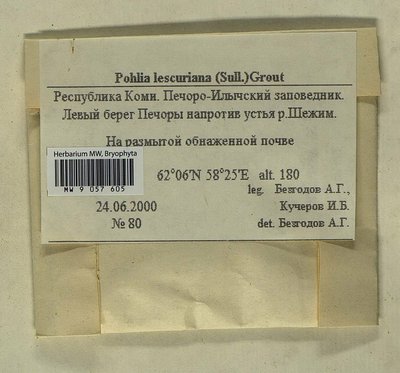 Pohlia lescuriana (Sull.) Ochi, Moscow University Herbarium