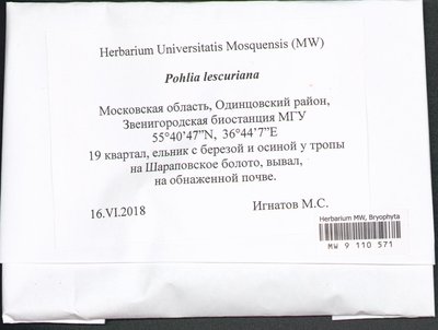 Pohlia lescuriana (Sull.) Ochi, Moscow University Herbarium