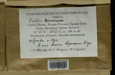 Pohlia lescuriana (Sull.) Ochi, Moscow University Herbarium