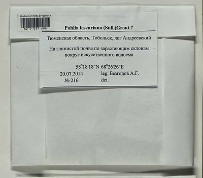 Pohlia lescuriana (Sull.) Ochi, Moscow University Herbarium
