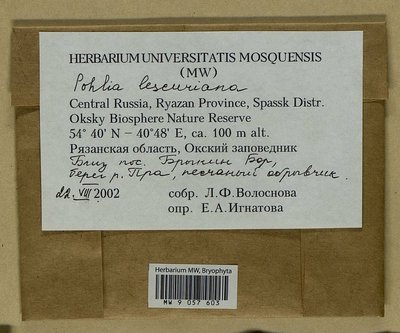 Pohlia lescuriana (Sull.) Ochi, Moscow University Herbarium