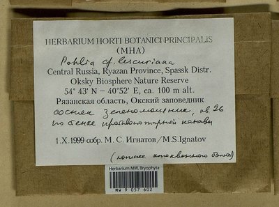 Pohlia lescuriana (Sull.) Ochi, Moscow University Herbarium