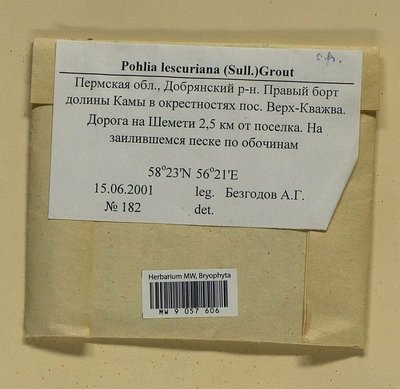 Pohlia lescuriana (Sull.) Ochi, Moscow University Herbarium