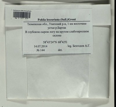 Pohlia lescuriana (Sull.) Ochi, Moscow University Herbarium
