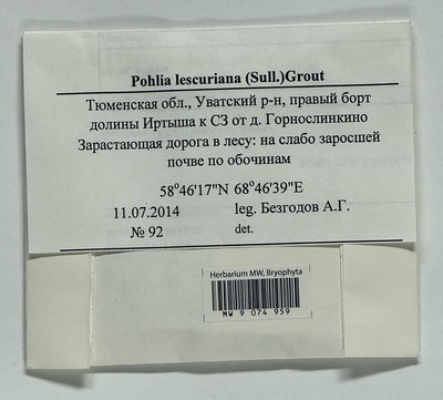 Pohlia lescuriana (Sull.) Ochi, Moscow University Herbarium