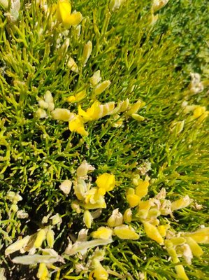 Stauracanthus spectabilis Webb: flower