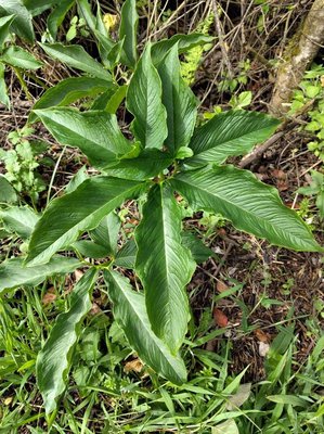 Sauromatum venosum (Dryand. ex Aiton) Kunth: leaf