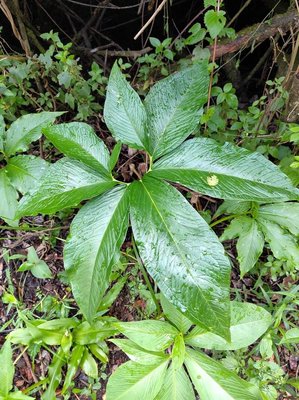 Sauromatum venosum (Dryand. ex Aiton) Kunth: other