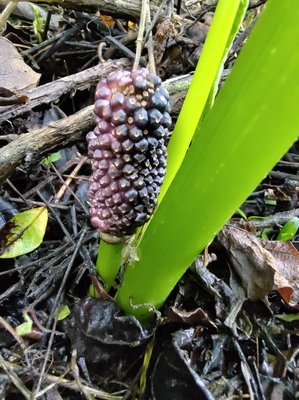 Sauromatum venosum (Dryand. ex Aiton) Kunth: fruit