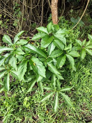 Sauromatum venosum (Dryand. ex Aiton) Kunth: habit