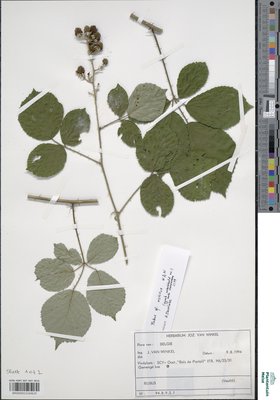 Rubus conspicuus P.J.Müll.