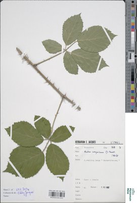 Rubus conspicuus P.J.Müll.