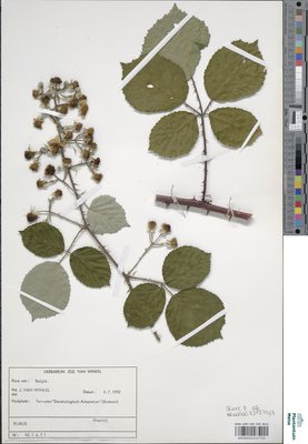 Rubus conspicuus P.J.Müll.