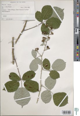 Rubus conspicuus P.J.Müll.
