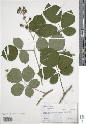 Rubus conspicuus P.J.Müll.