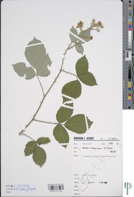 Rubus conspicuus P.J.Müll.