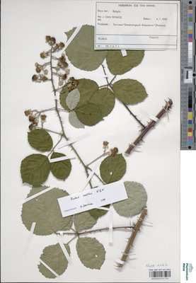 Rubus conspicuus P.J.Müll.