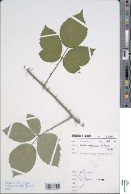 Rubus conspicuus P.J.Müll.