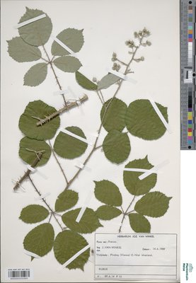 Rubus conspicuus P.J.Müll.