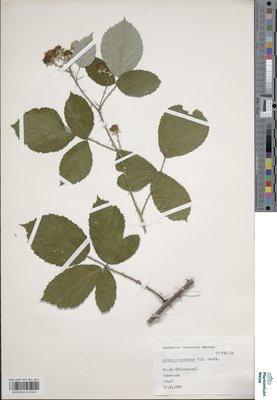Rubus conspicuus P.J.Müll.