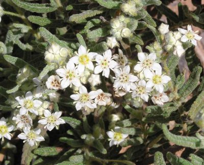 Commersonia craurophylla 1.jpg