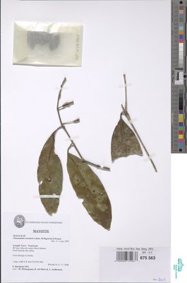 Chionanthus insularis Labat, M.Pignal & O.Pascal