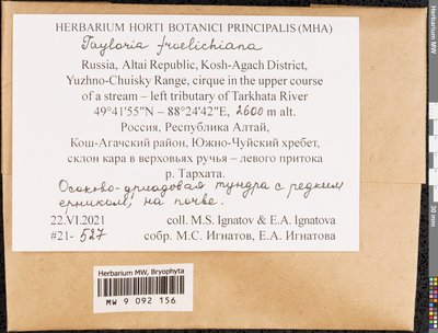 Tayloria froelichiana (Hedw.) Mitt. ex Broth., Moscow University Herbarium