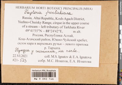 Tayloria froelichiana (Hedw.) Mitt. ex Broth., Moscow University Herbarium