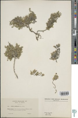Minuartia rupestris subsp. clementei (Huter) Halliday ex Greuter & Burdet