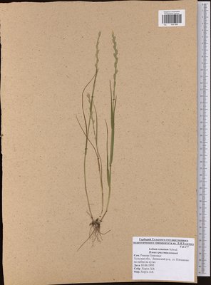 Lolium remotum Schrank (Плевел расставленный), TUL Herbarium