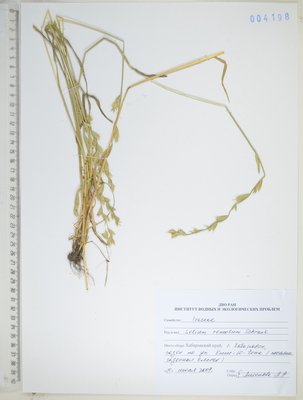 Lolium remotum Schrank (Плевел расставленный), KHA Herbarium