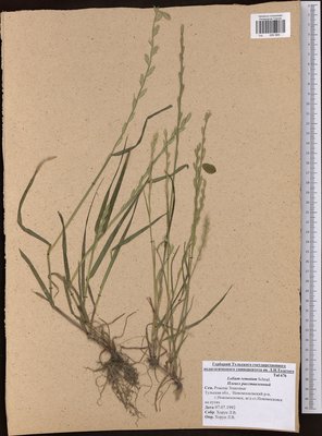 Lolium remotum Schrank (Плевел расставленный), TUL Herbarium