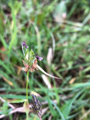 Alopecurus rendlei Eig: flower