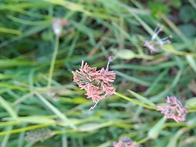 Alopecurus rendlei Eig: flower