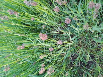 Alopecurus rendlei Eig: flower