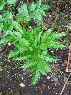 Arracacia xanthorrhiza Bancr.: leaf