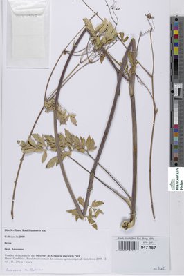 Arracacia xanthorrhiza Bancr.