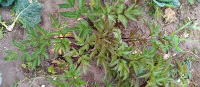 Arracacia xanthorrhiza Bancr.: leaf