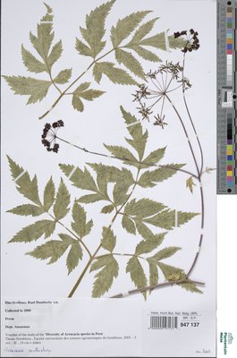Arracacia xanthorrhiza Bancr.