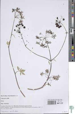 Arracacia xanthorrhiza Bancr.