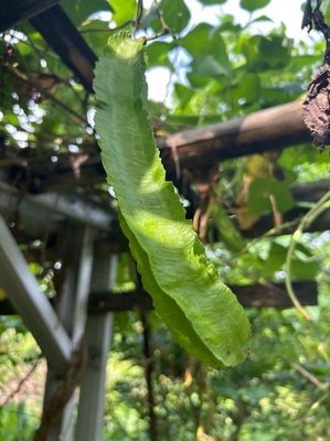 Psophocarpus tetragonolobus (L.) DC.: fruit