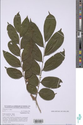 Crudia senegalensis Planch. ex Benth.