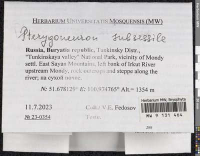 Pterygoneurum subsessile (Brid.) Jur., Moscow University Herbarium