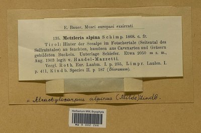 Atractylocarpus alpinus (Schimp. ex Milde) Lindb., Moscow University Herbarium