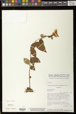 00909994.tif