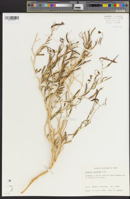 Oudneya africana (QFA0158460) à l'Herbier Louis-Marie (QFA), Université Laval, Québec, Québec, Canada