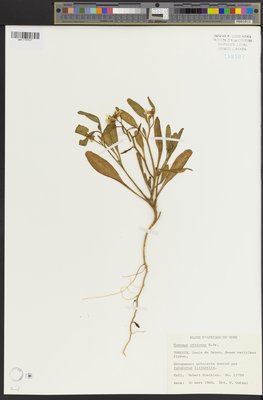 Oudneya africana (QFA0158507) à l'Herbier Louis-Marie (QFA), Université Laval, Québec, Québec, Canada