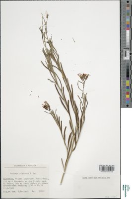 Oudneya africana R.Br.