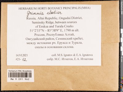 Grimmia elatior Bruch ex Bals.-Criv. & De Not., Moscow University Herbarium