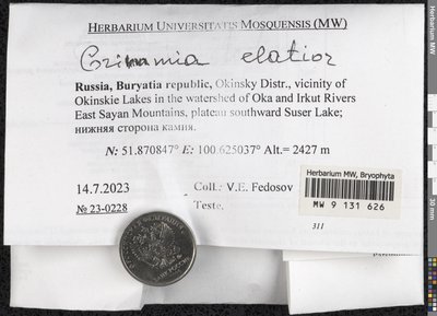 Grimmia elatior Bruch ex Bals.-Criv. & De Not., Moscow University Herbarium